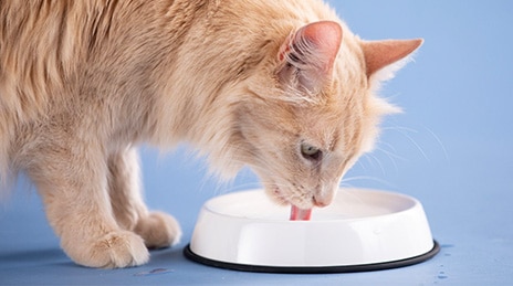 A cat drinking water out of bowl.
