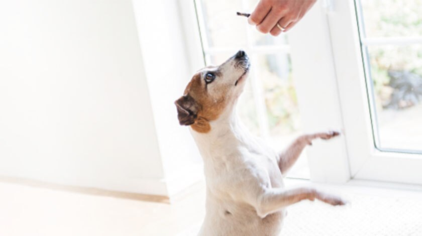 A dog standing on its hind legs for a treat