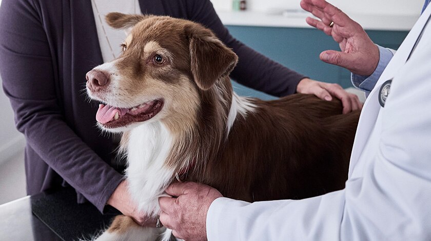 Veterinary professional examining a dog for diarrhea management during a clinic visit.