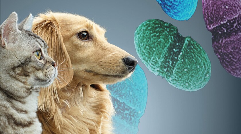 Dog and cat with illustrated microbiome elements representing probiotic impact on pet health.