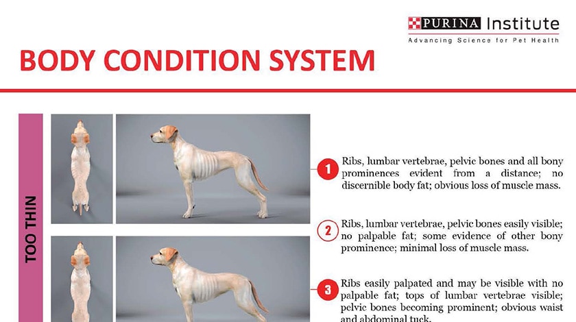 Purina Institute’s body condition system