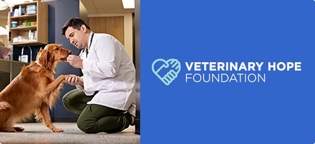 A veterinarian holding a cat next to the AVMF REACH logo.